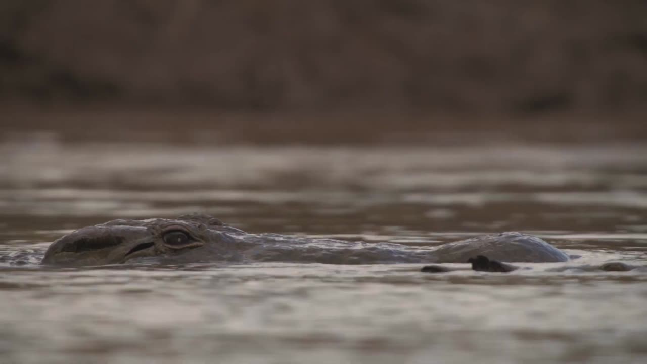 Chasing the Rains Official Trailer - Premieres April 22 - BBC America