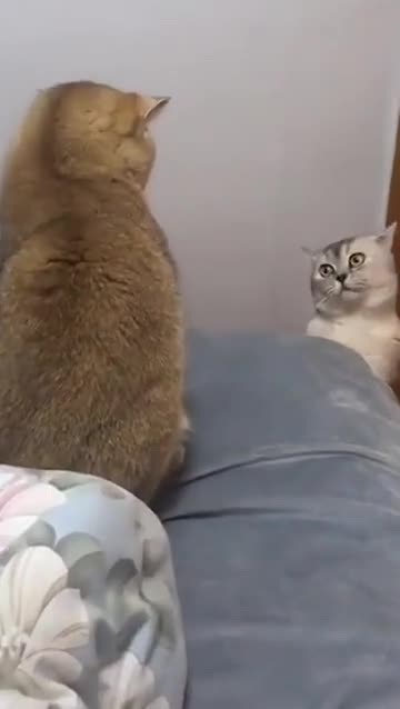 Funny Cat Part -2