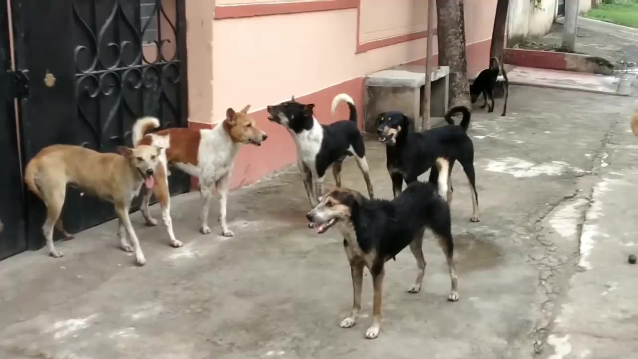 Cute Dogs Training