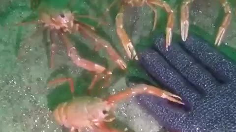 Some curious crabs examine a diver. 📽: Jessica Harmon