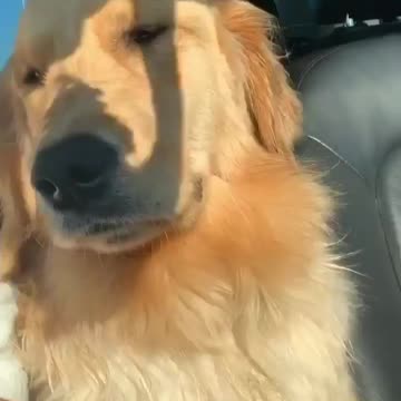 Tired Dog so Tired and Dozing