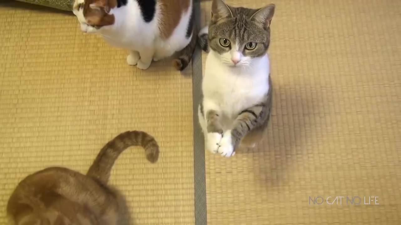 Funny Cats Compilation (Most Popular) Part 1