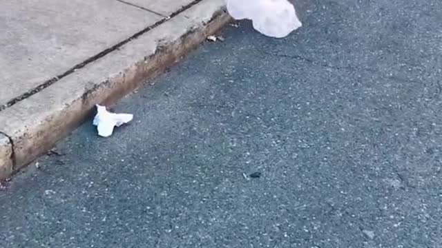 Fears include plastic bags