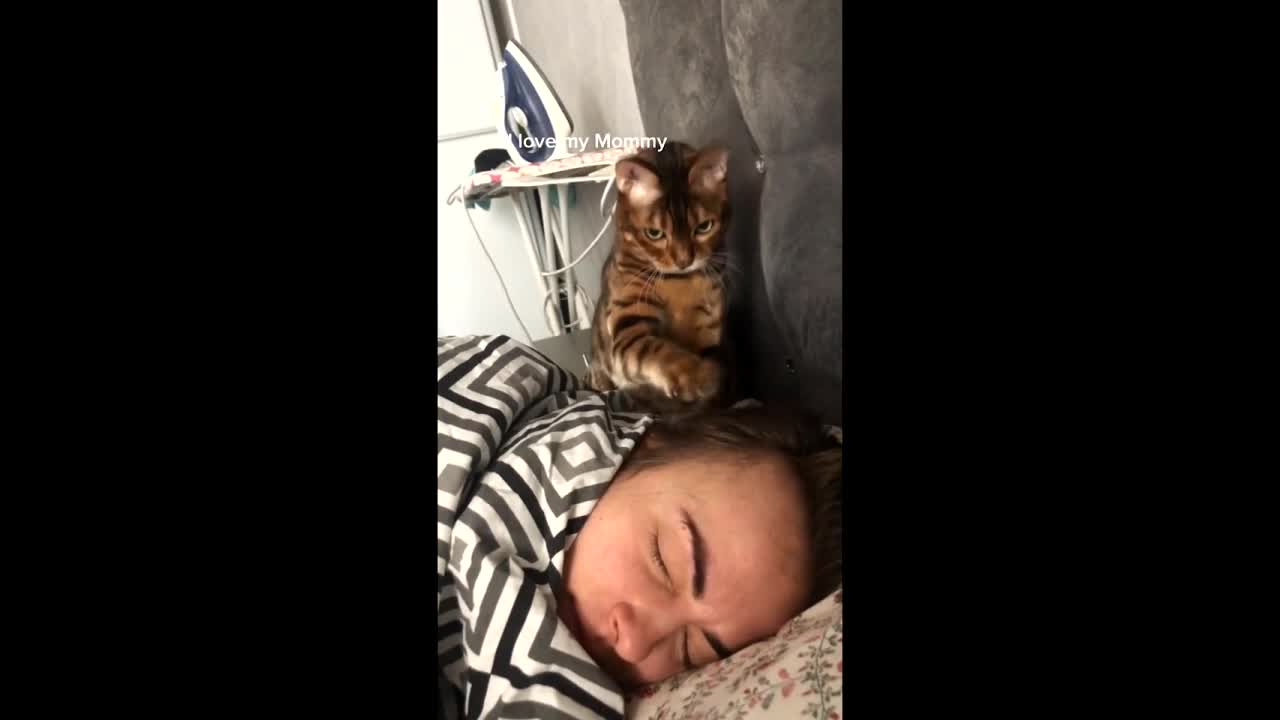 The cat wakes up its owner with a paw and bites on the nose