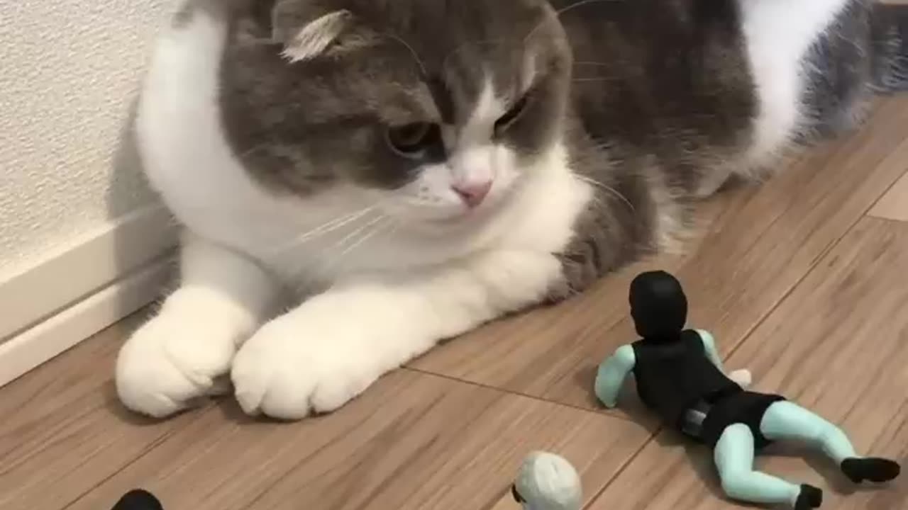 #cute C@t #Approaching soldiers #Beautiful #mY cat