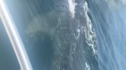 Boaters Spot Whale Shark Off Florida Coast