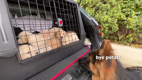 German Shepherd Meets Puppies for The First Time