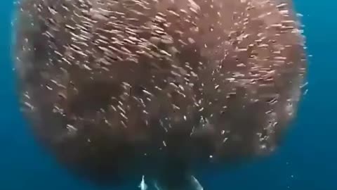 Cute and adorable animal behavior makes anyone happy to see it