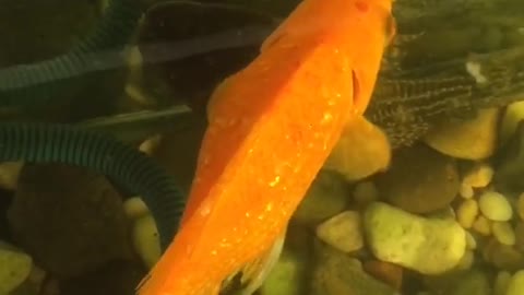 Beautiful fish , Fish video short