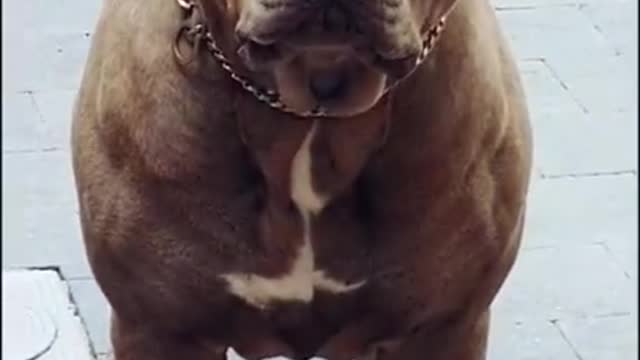 Buff pitbull comes your way