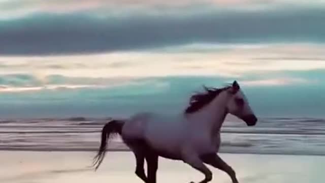 Horse Runing on the Beach