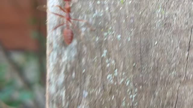 red ant attacker