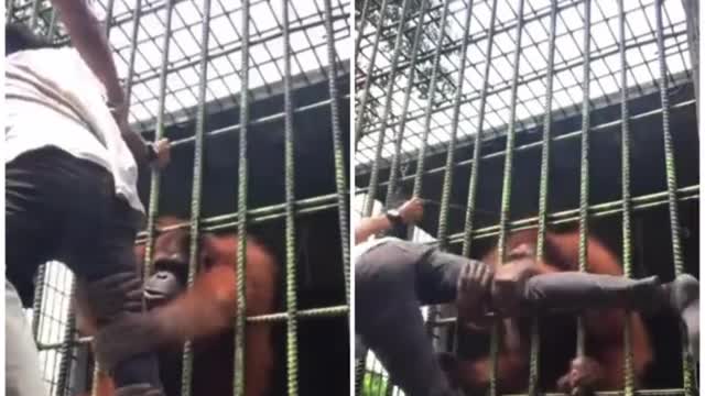 Man is attacked by orangutan in zoo and is desperate