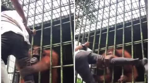 Man is attacked by orangutan in zoo and is desperate