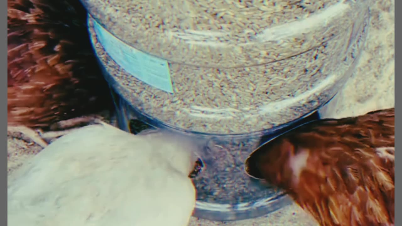 Chicken feeding