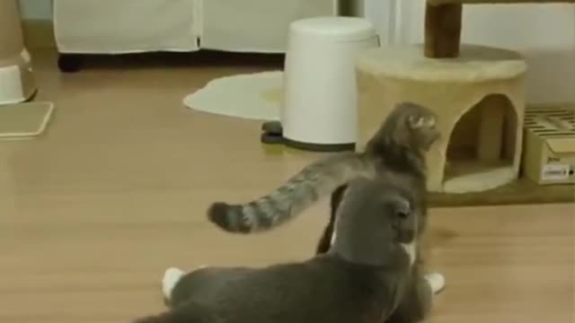 Funniest cat videos #53 - HILARIOUS!