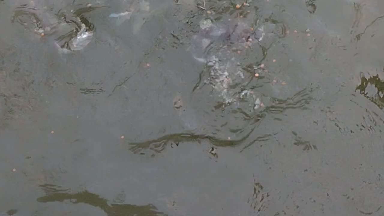 Piranhas attack in Houston Texas 🐠#shorts