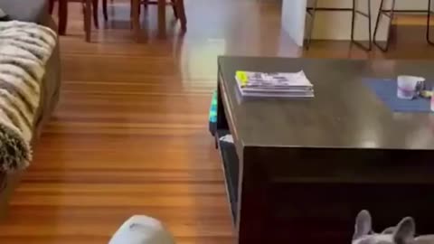 Funny Dog and Cat | Funny animals 😁😻🥹