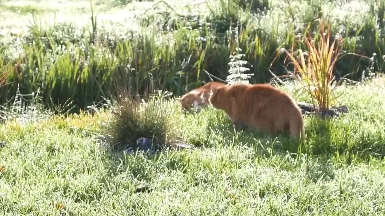 CATS FIGHT OVER TERRITORY