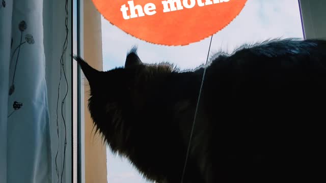 A cat's reaction to a moth on the ceiling described in a song