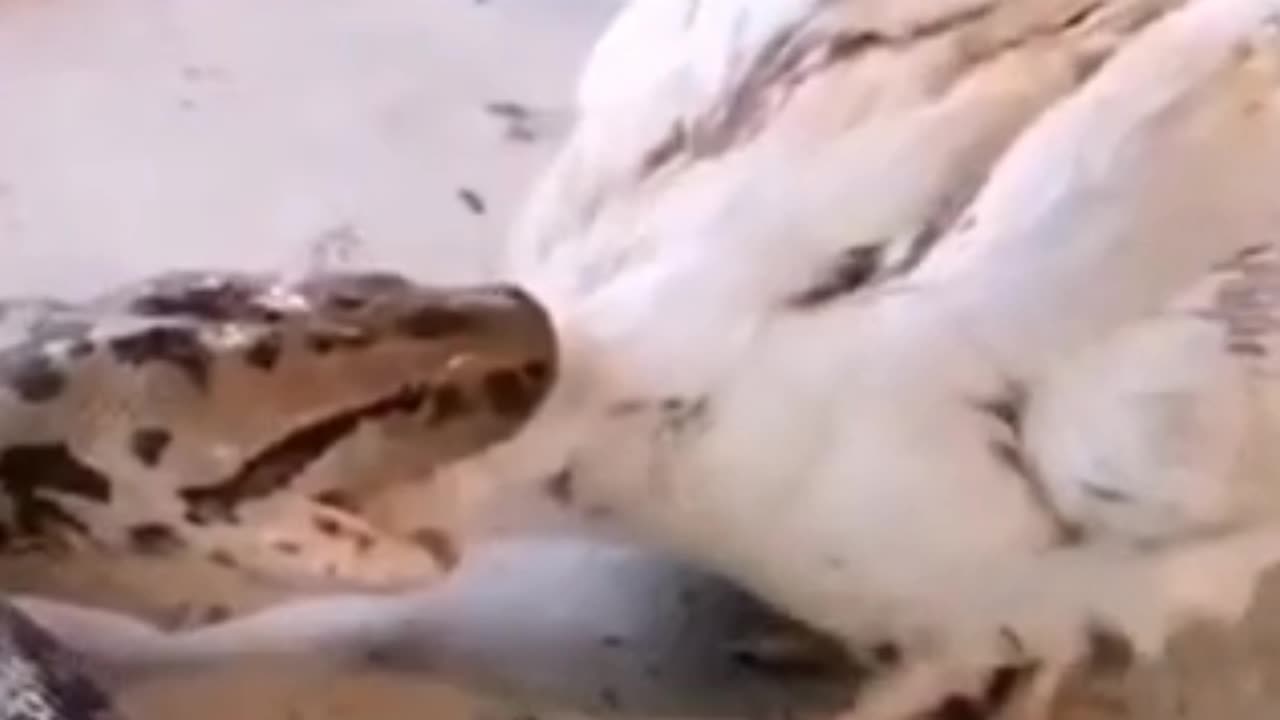 Python eating scenes