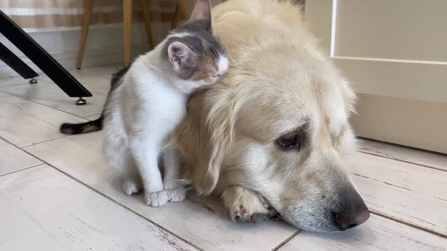 Cute Kittens Wake Up a Golden Retriever