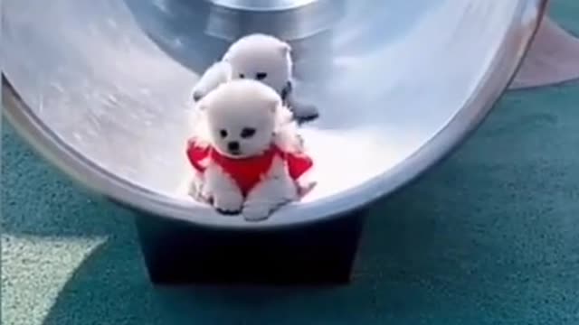 Baby dogs _ Cute and Funny Dogs Videos Compilation 2021