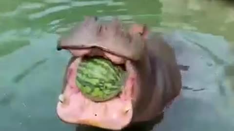 A hippo eats watermelon in the river