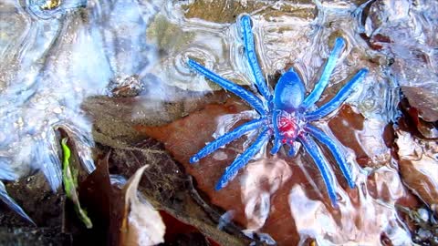 Toy Spider in a Small Creek3