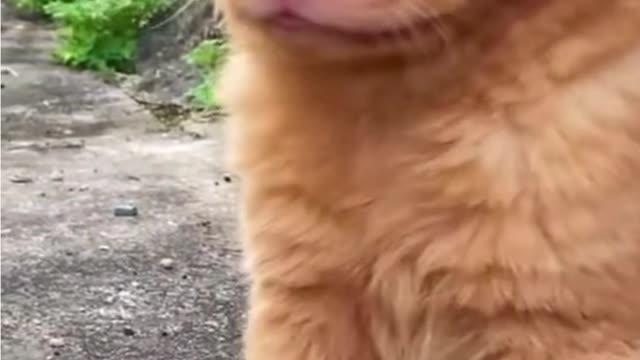 Super Funny 2021 Funny Dog HD videos | we love dogs - 57