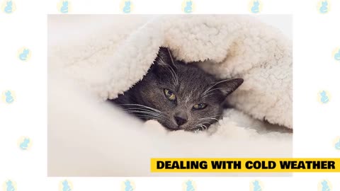 Cat 101: Cats and Cold Weather