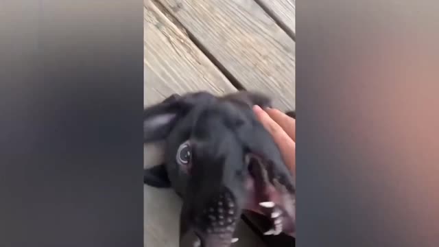 Try not to laugh, funny animal video