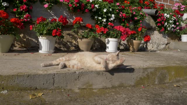 Chat, la vie est belle