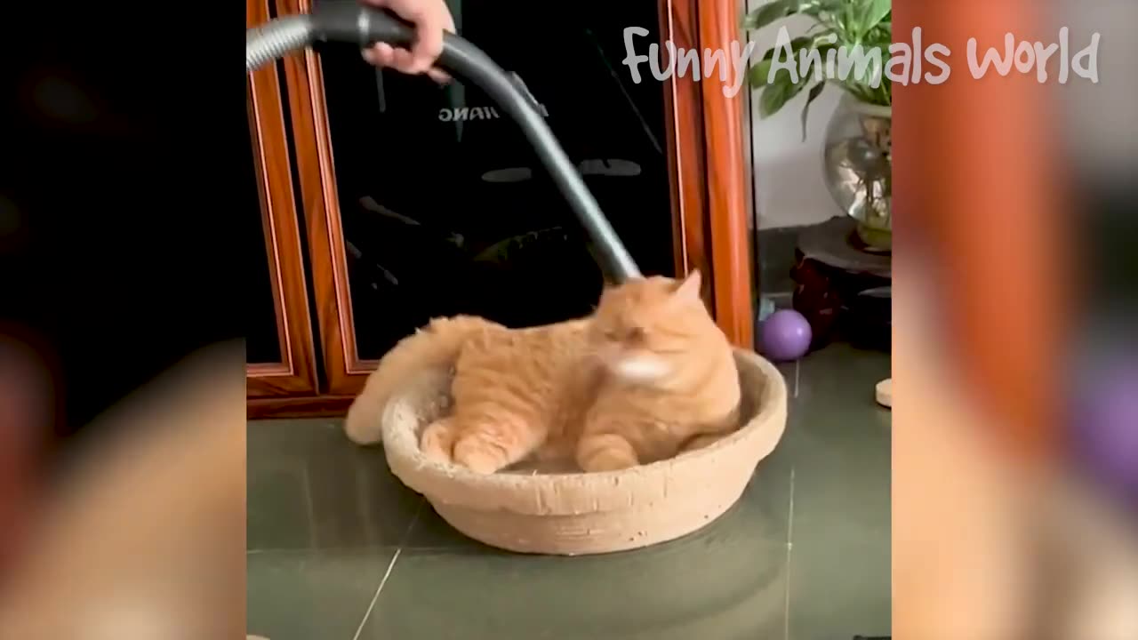 Funny dogs and cats