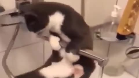 Cats sleep twice as much as people.
