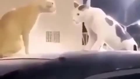 Cats fight... or not