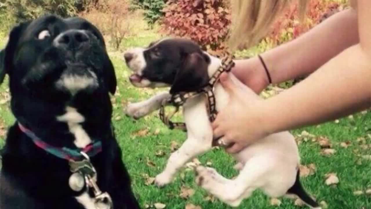 Funny Angry Dogs 😍😍