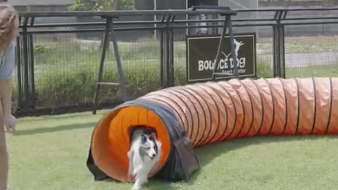 Dog Traning video