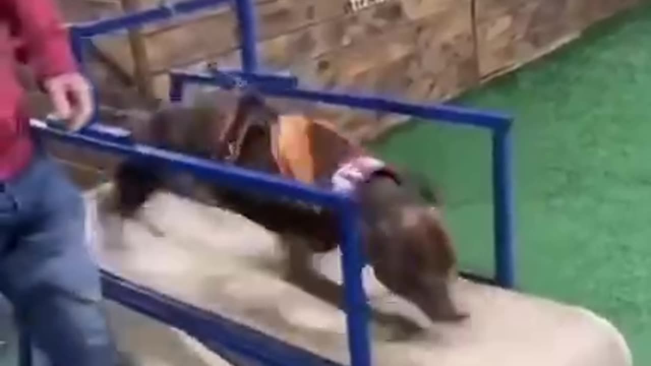 dog chase