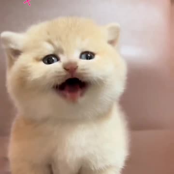 Fanny cat videos | kitty cat video | Cute cat videos | Pet Animal video |