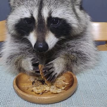 Raccoon is sitting at the baby's table and doing an asmr eating crispy nurungji(rice cookies)