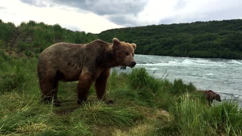 Wild Grizzly Bears Fishing