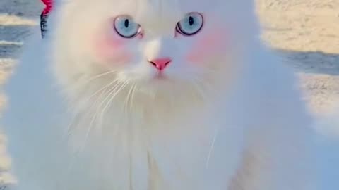 Cute Cat || Cats Loves