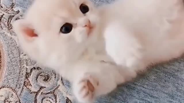 Funny Cats - Cute kitten #5