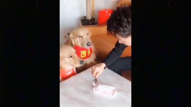 Funny Dog Reaction to Cutting Cake