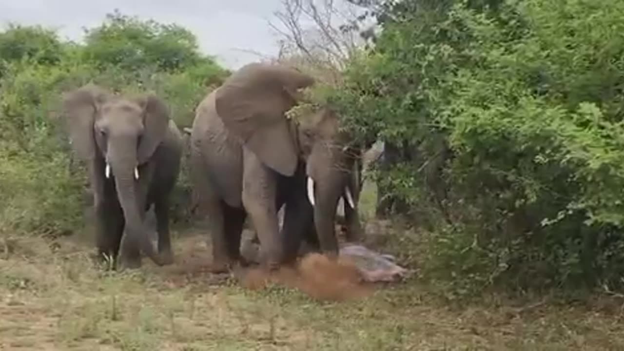 Elephant giving birth