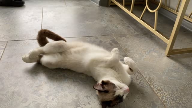 Funny Cat Sleeping in Weird Position