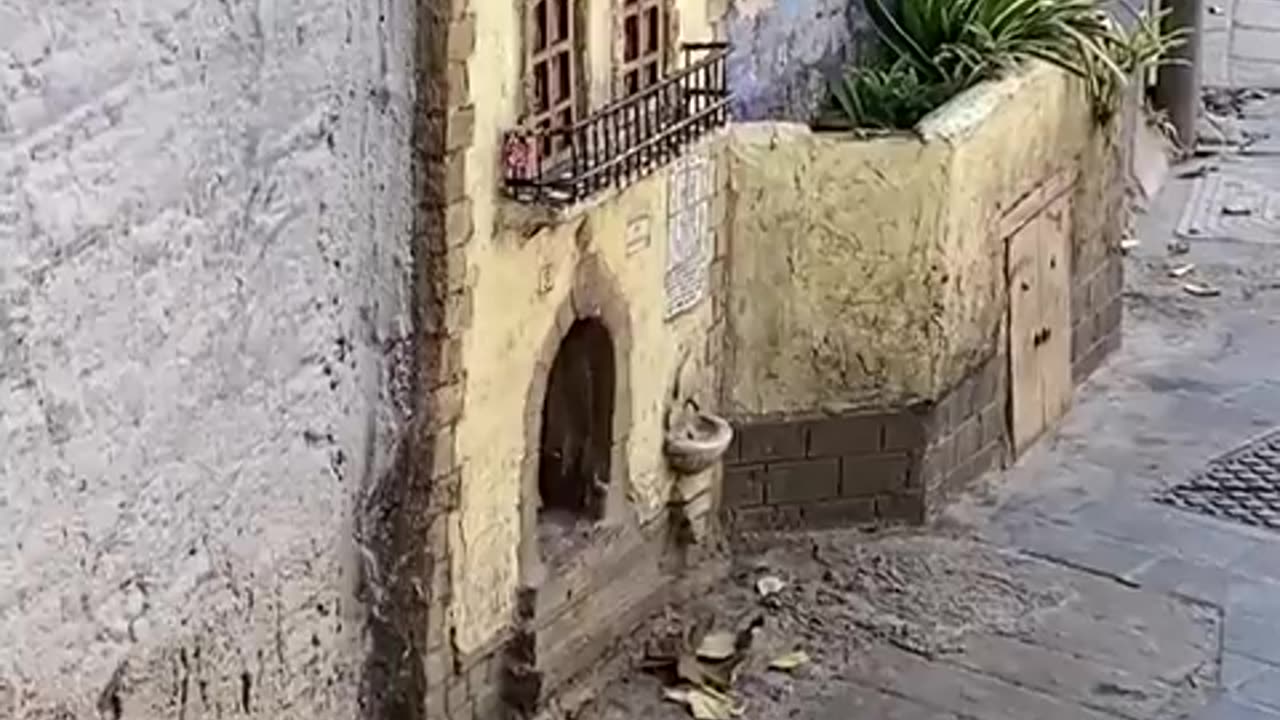 Kitty has a nice little home