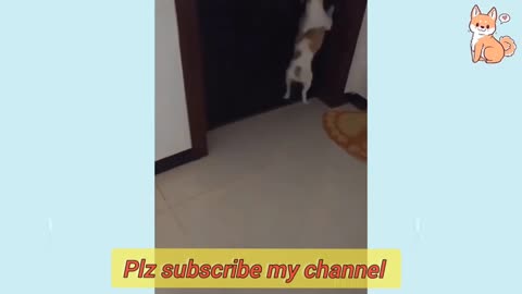 Dogs funny moments