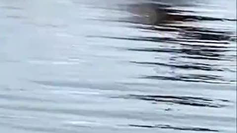 Buck swims from crocodile